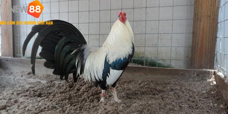 Tìm hiểu về gà nòi đá Đặc điểm, chọn nuôi, huấn luyện và chăm sóc.